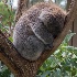 © Michael K. Salemi PhotoID # 15443134: Cleland Koala