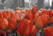 orange Tulips