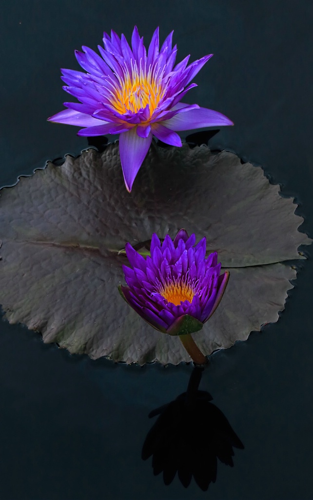 Two Purple Waterlilies