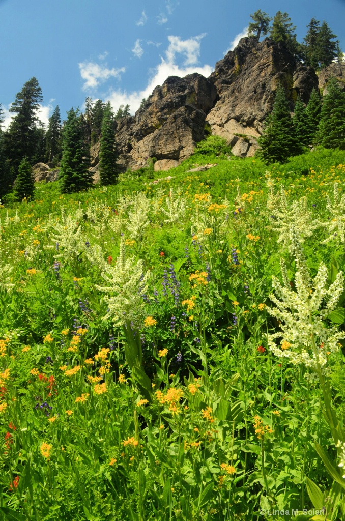 Wildflowers of Mt. Lassen Park 