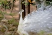 White Peacock