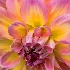 2Closeup of flower - ID: 15443416 © Sherry Karr Adkins