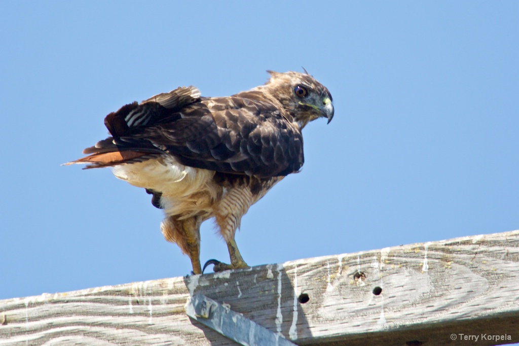 Red-tailed Hawk in August 