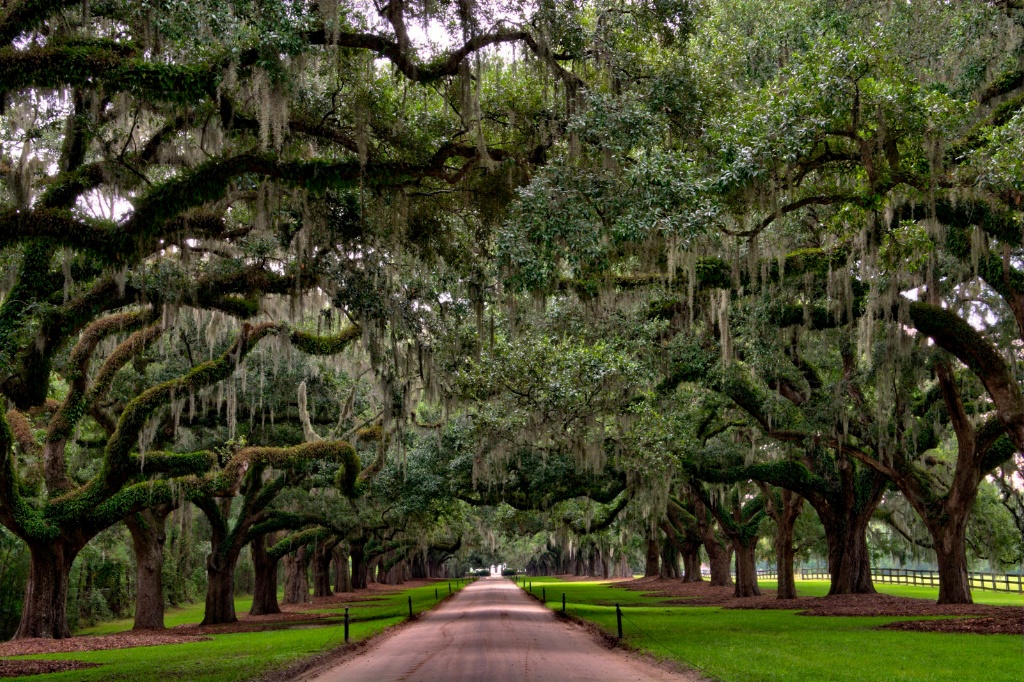 Boone Hall Plantation 