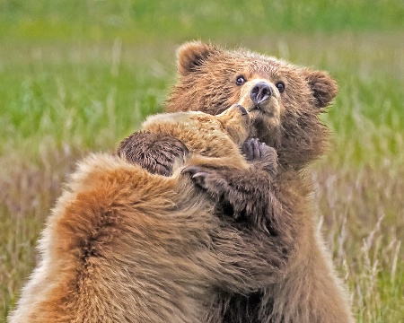 Bear Hug  