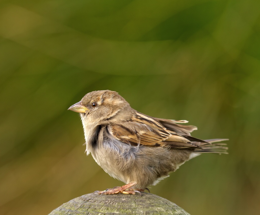 Slightly windblown