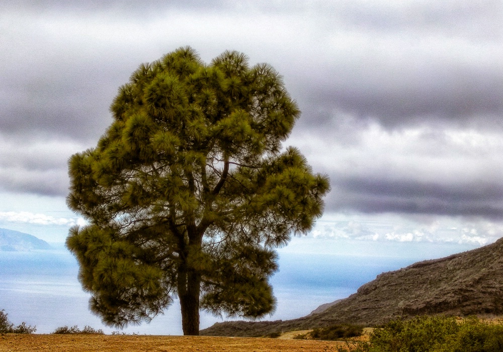 A Single Tree