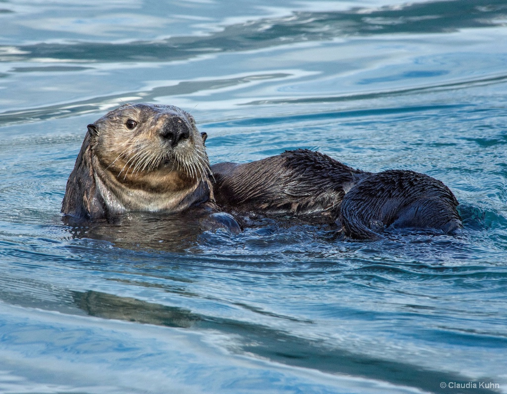 Swimming By