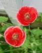 Impasto Poppy
