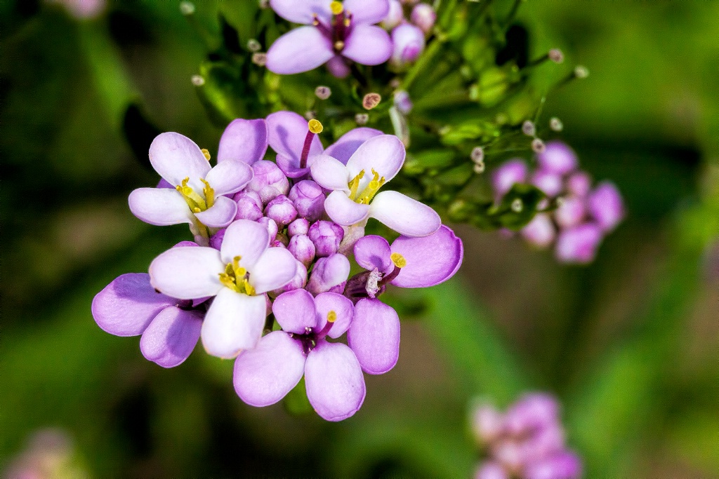 Lavender & Green