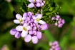 Lavender & Green