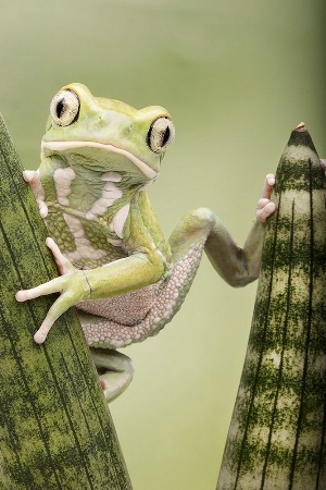 Waxy Tree Frog