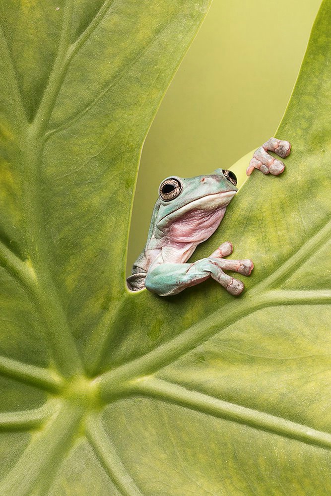 White's Tree Frog