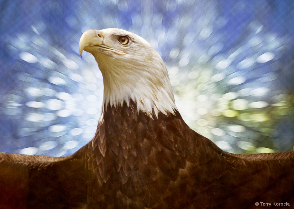 Bald Eagle - ID: 15444784 © Terry Korpela