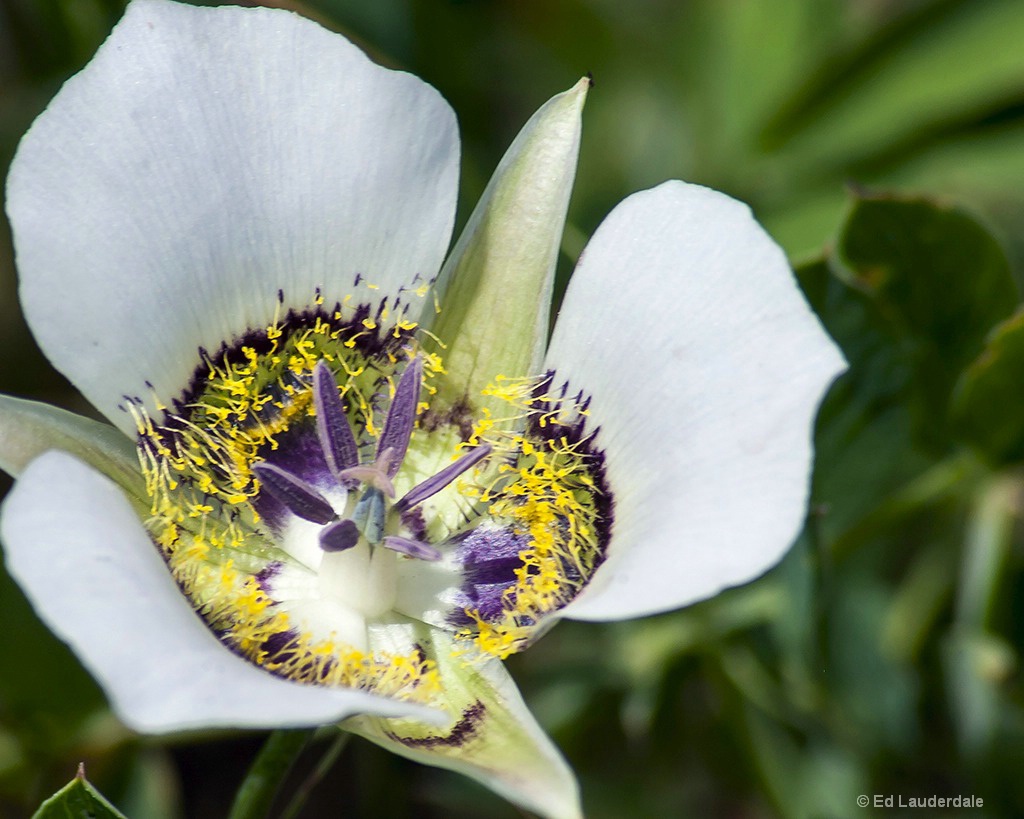 Mariposa Lily