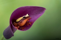 Photography Contest Grand Prize Winner - August 2017: Frog Cubby House