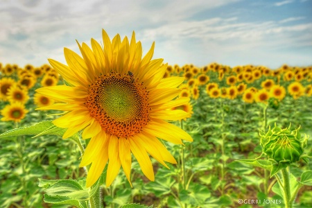 Sunny Faces