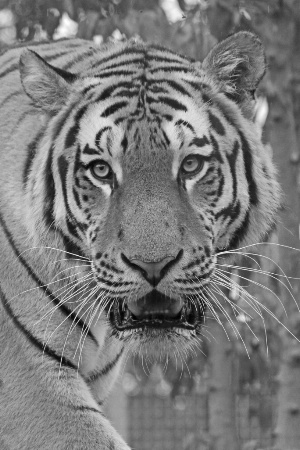 tiger in black and white