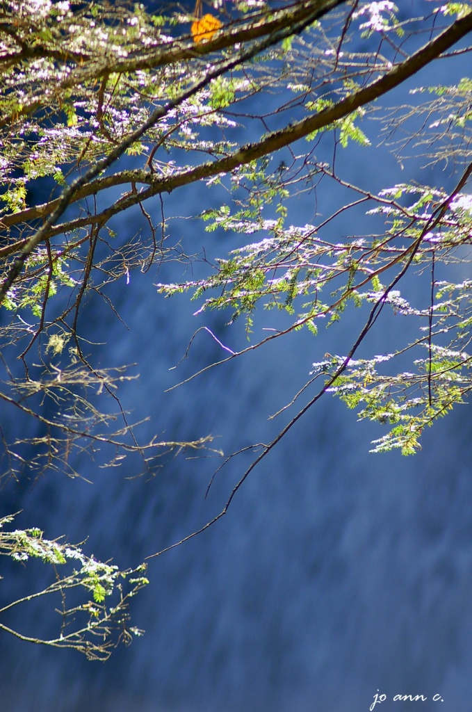 VIEW OF WATERFALLS THROUGH TGE TREES