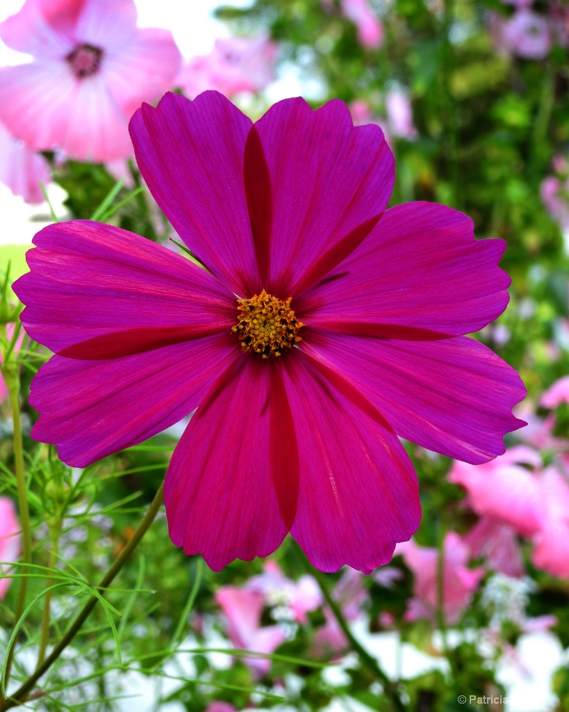 The Beauty Of  a Cosmos