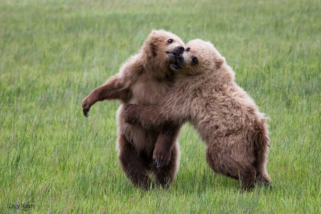 Pushy Bear - ID: 15445678 © Louise Wolbers