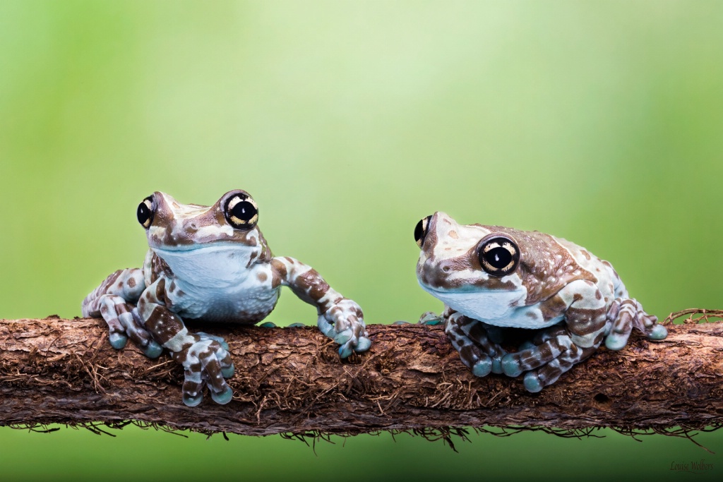 Two Friends on a Log - ID: 15445679 © Louise Wolbers