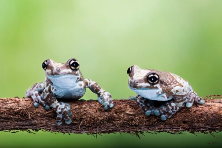 Two Friends on a Log