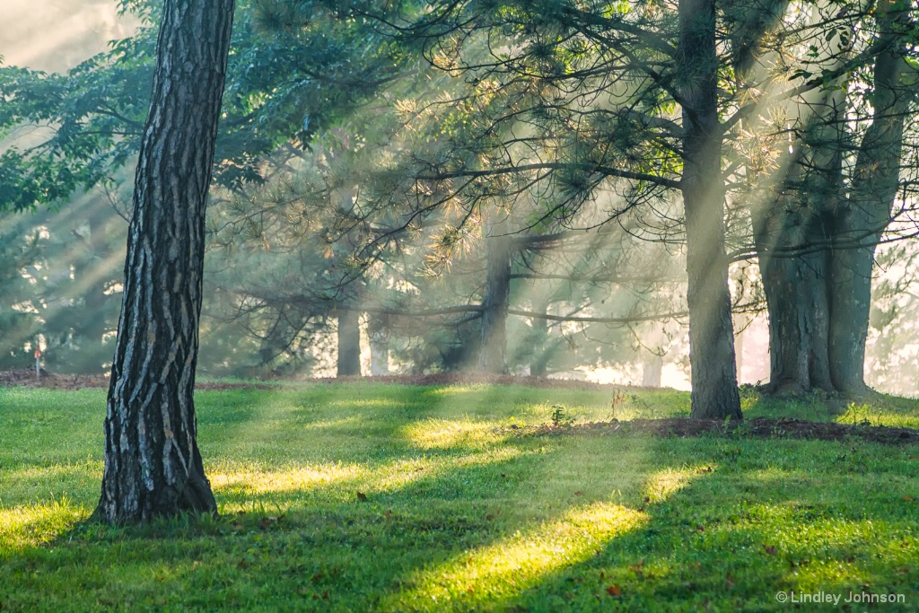 Rays Through the Trees