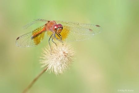 Red Saddlebag Dragonfly with Torn Wing 