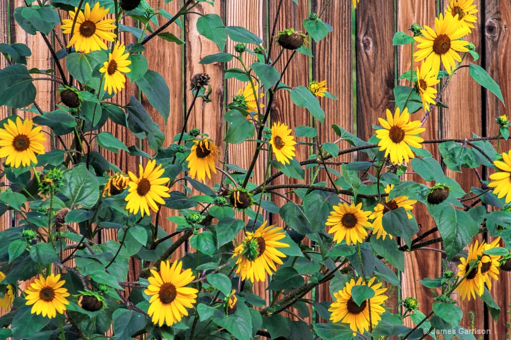 Sunflower Line-up
