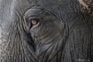 The Eye of Elepha...