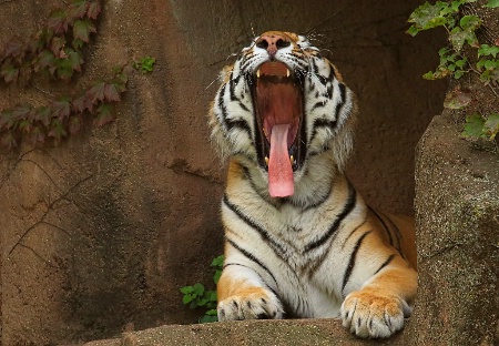 Tiger Yawn