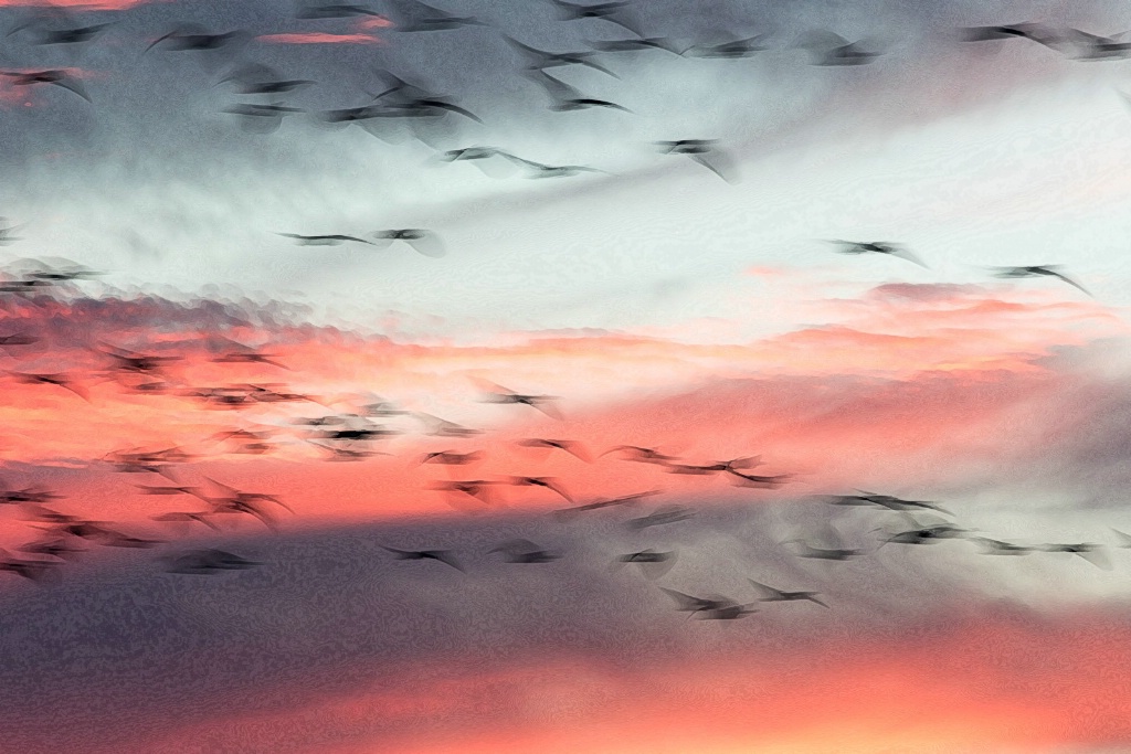 A Wash of Birds at Dawn - ID: 15446076 © Sandra M. Shenk
