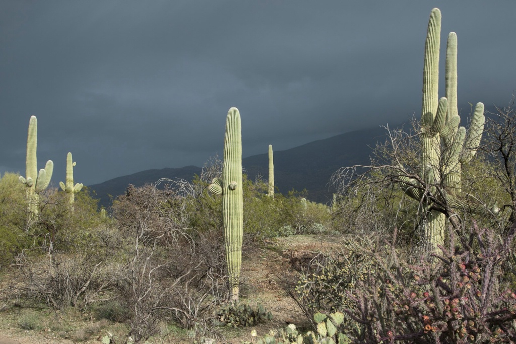 Saguaros after the Rain - ID: 15446090 © Sandra M. Shenk