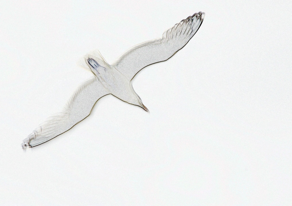 Gull - ID: 15446093 © Sandra M. Shenk