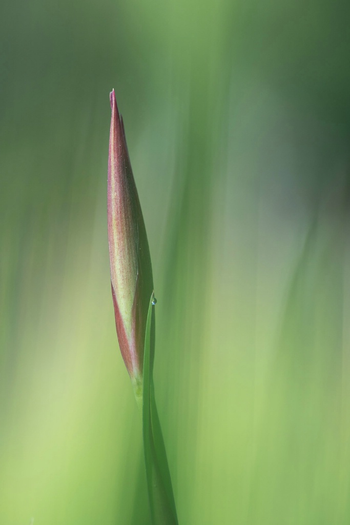 Siberian Iris at Dawn - ID: 15446096 © Sandra M. Shenk