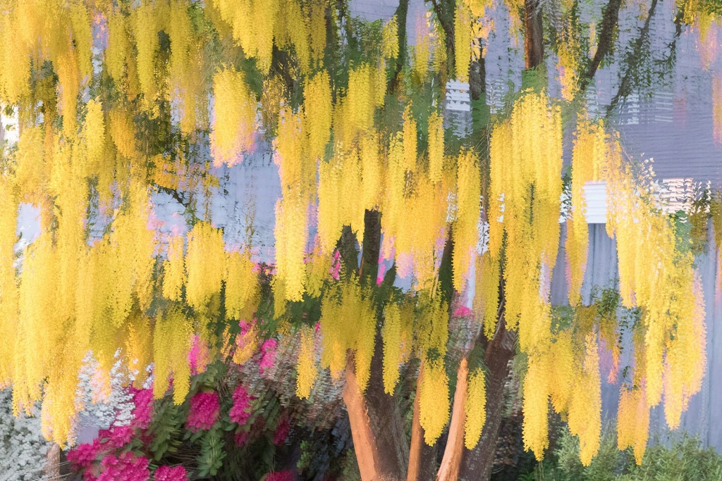 Yellow Blossoms on Tree - ID: 15446098 © Sandra M. Shenk