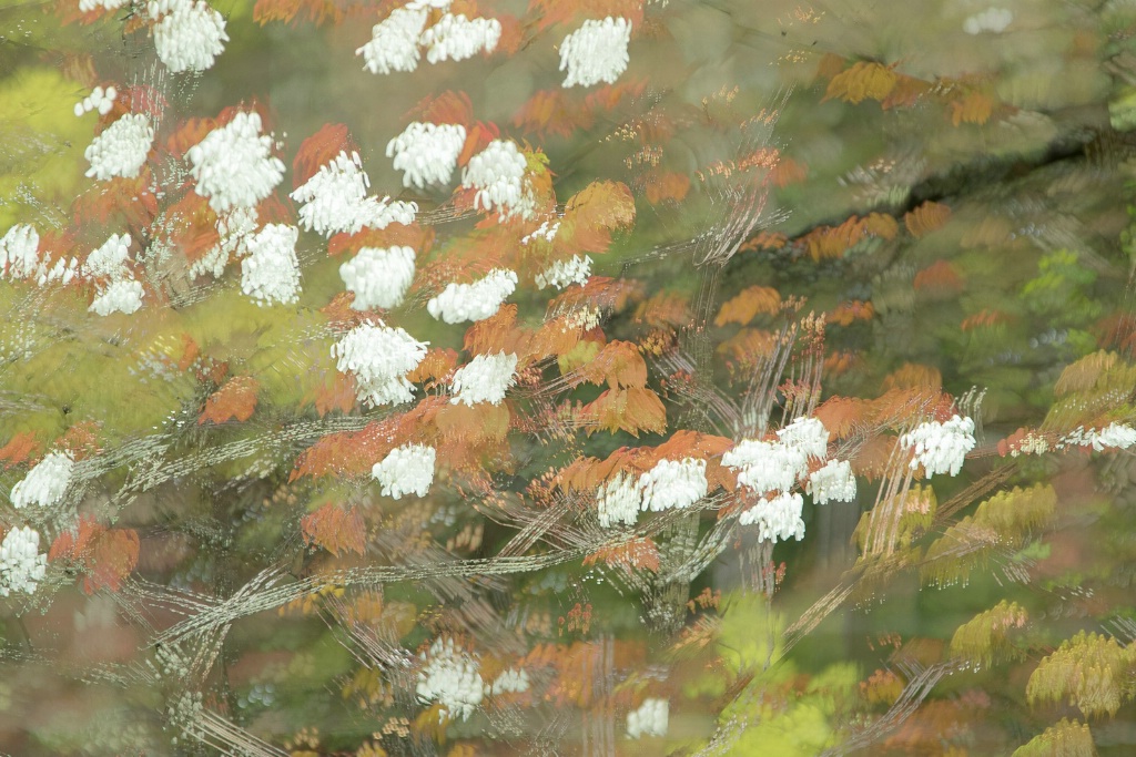 Wild Cherry Blossoms - ID: 15446099 © Sandra M. Shenk