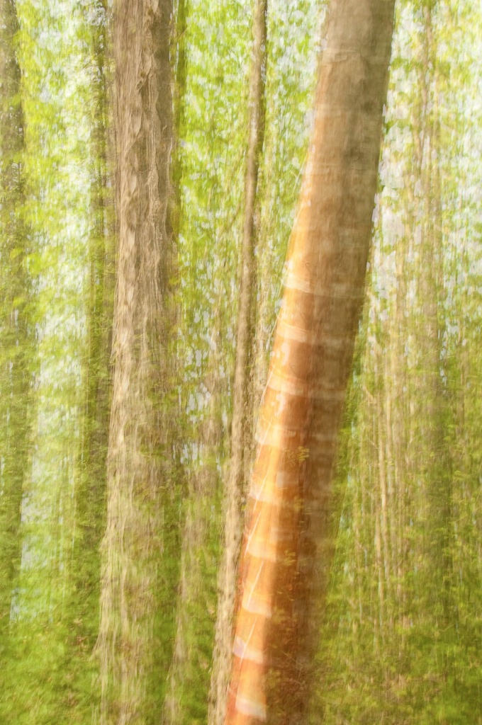 Birch Tree - ID: 15446103 © Sandra M. Shenk