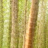 © Sandra M. Shenk PhotoID # 15446103: Birch Tree