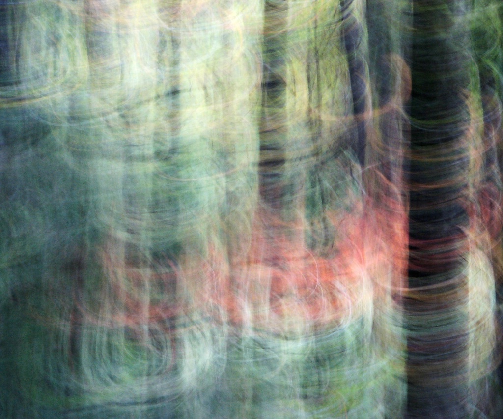 Wind in the Woods - ID: 15446115 © Sandra M. Shenk
