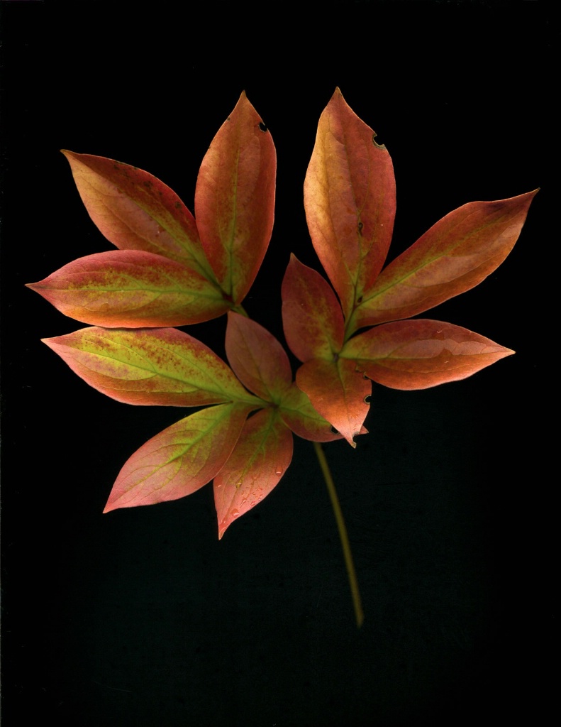 Peony Leaves - ID: 15446125 © Sandra M. Shenk