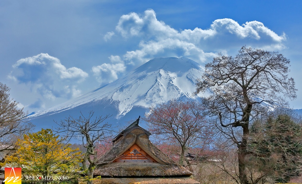 Oshino Fuji