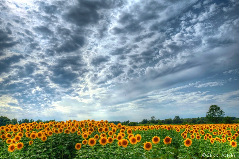 Sunflowers Meet Sky