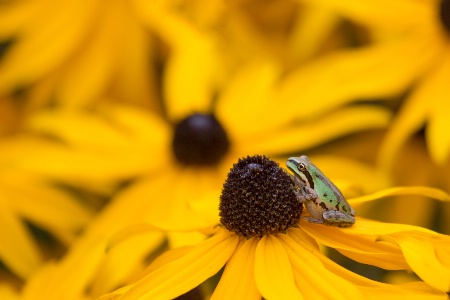 Frog on a Susan