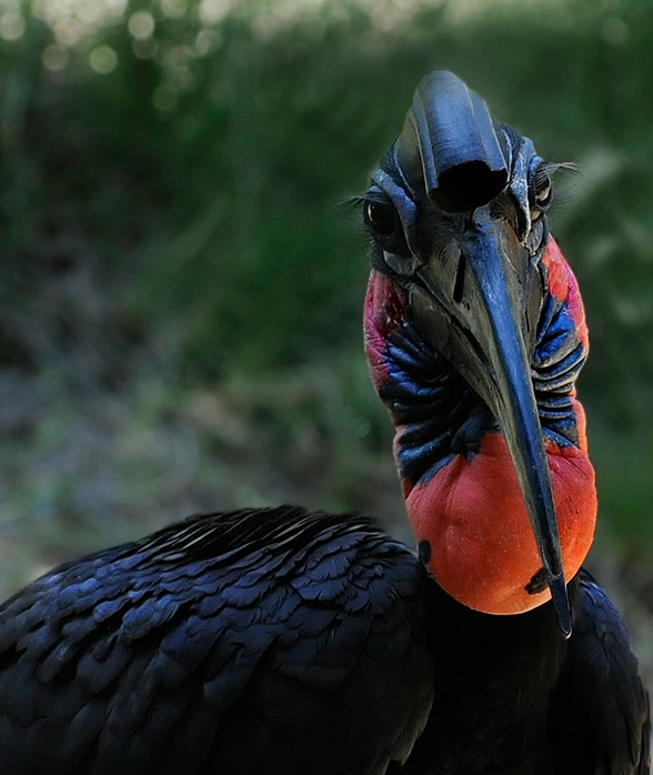 Abyssinian Hornbill