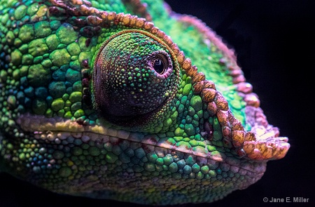 Chameleon of Many Colors
