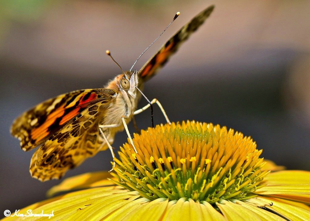 Happiness Is A Butterfly