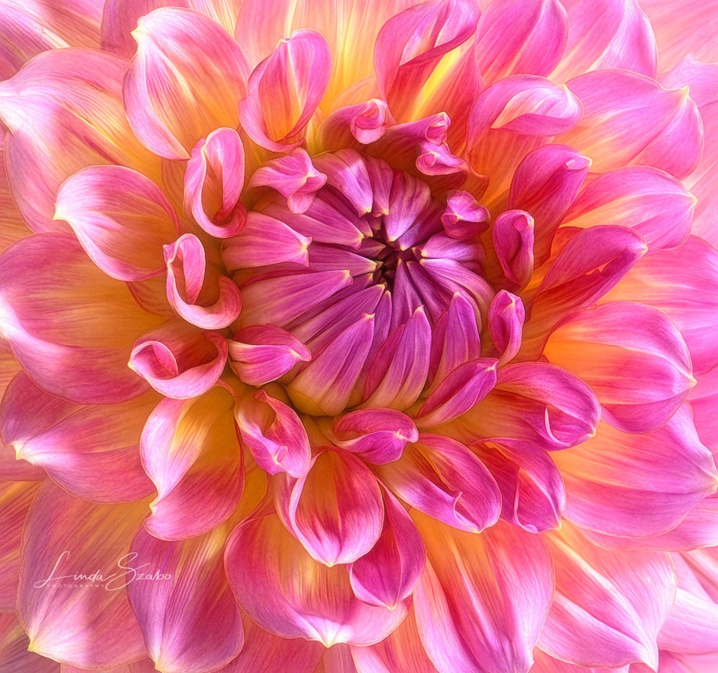 Dahlia