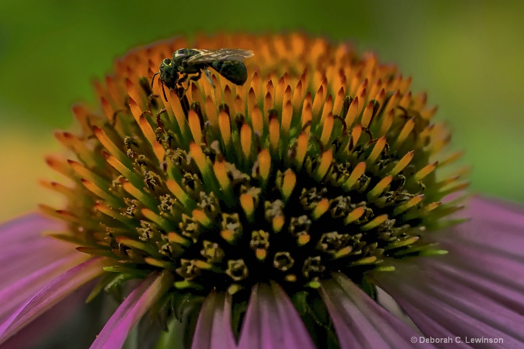 Wasp on Coneflower
